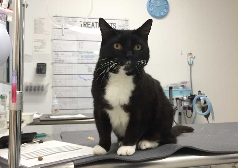 Carousel Slide 4: Cat veterinary exams