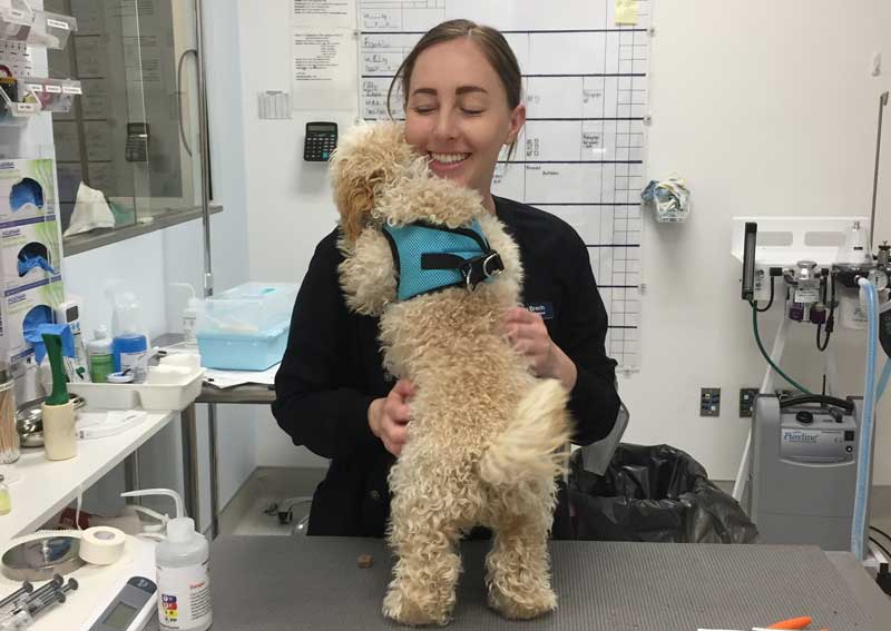 Carousel Slide 3: Dog veterinarians