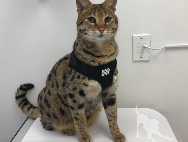 Preventive Care for Cats