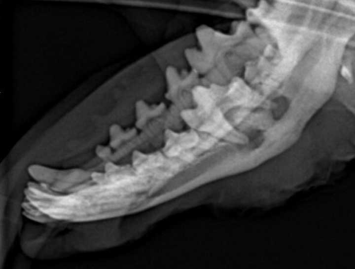 Dog & Cat Teeth xray