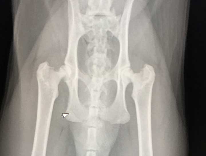 Pet Digital Radiology