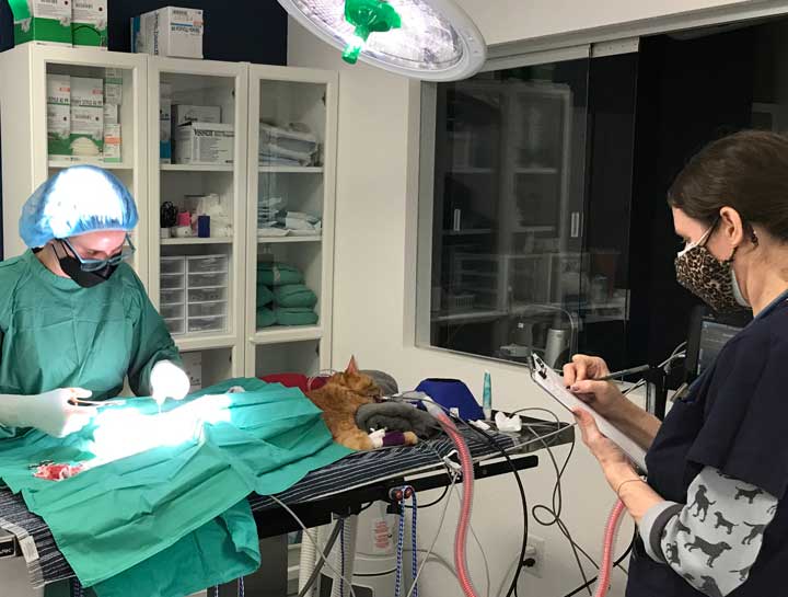 Advanced Soft Tissue Surgery