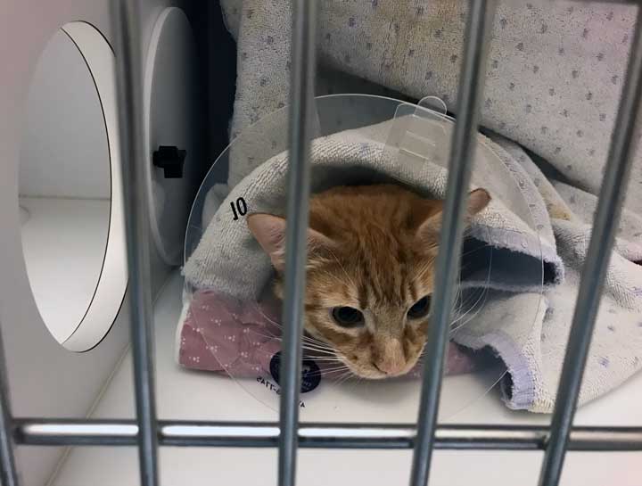 Spay & Neuter Procedures